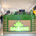 Así presentamos GAUDENS al mundo: nuestra marca de cannabis no psicoactivo hecha en Ecuador